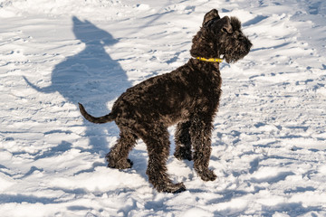 Black puppy dog breed Kerry blue Terrier on snow in winter