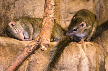 Close up of funny moment with couple of treeshrews