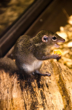 Close up of corn eating funny treeshrew