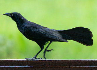 Carib grackle or Greater Antillean blackbird on green