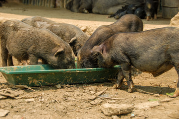 Farm with pigs, small piglets eating from green box 