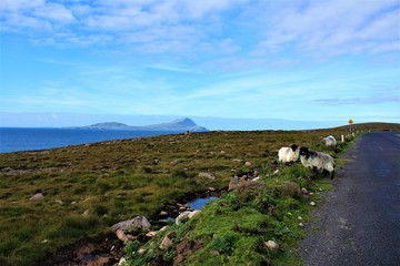 Obraz premium Characteristic common road on Ireland. With nice view and sheep around and on it. Scenic street view.