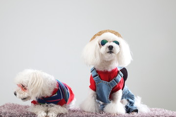 Happy puppies in a photo studio