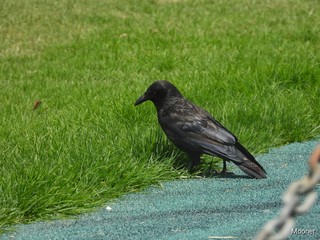 Obraz premium pigeon in the grass by Photomooner 