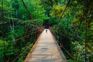 A dog walking on rope bridge in forests of Sapa, Vietnam 
