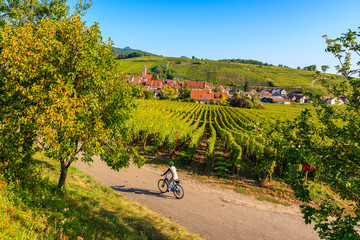 Young woman cycling on road along vineyards to Kaysersberg village, Alsace Wine Route, France
