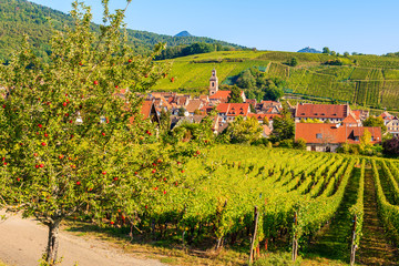 Fototapeta na wymiar Apple tree on roadside and view of vineyards in Riquewihr village, Alsace Wine Route, France
