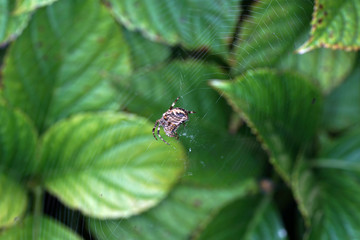 Spiders in the garden in Germany with net and taken as macro in best quality