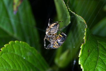 Spiders in the garden in Germany with net and taken as macro in best quality