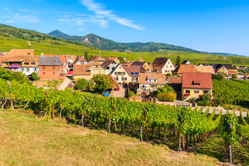 View of famous Hunawihr village with vineyards in foreground, Alsace wine route, France