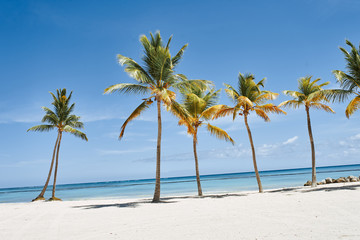 Fototapeta na wymiar palm tree on the beach