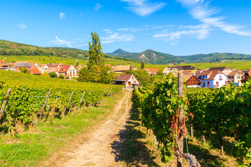 Fototapeta na wymiar Rural road in vineyards to famous Hunawihr village, Alsace Wine Route, France