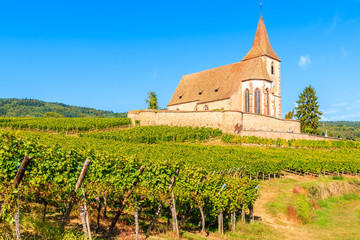 Picturesque church in vineyards in famous Hunawihr village, Alsace Wine Route, France