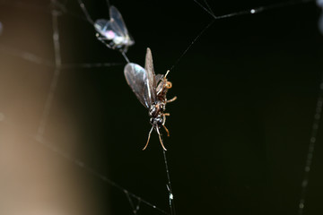 Spiders in the garden in Germany with net and taken as macro in best quality