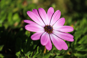 Obraz premium pink flower in the garden