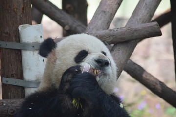 Big Panda Mampf
