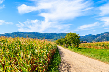 Rural road along corn fields to famous Hunawihr village, Alsace Wine Route, France