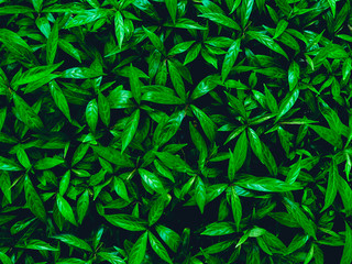 Nature view of dark green tropical leaves for background and wallpaper. Beautiful and fresh green...