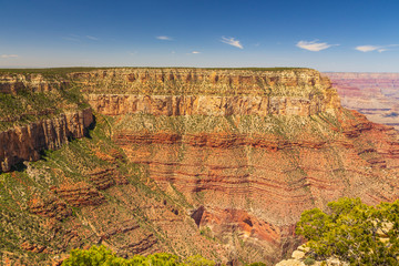 Shrubs on the edge of the Grand Canyon, Arizona, USA.