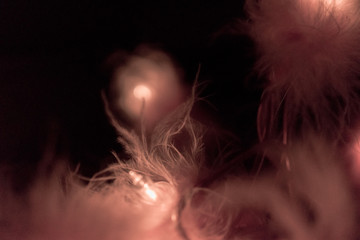 Details of a light garland with pink feathers in dark background