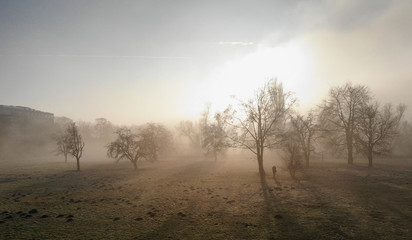 Nebelstimmung mit kahlen Bäumen