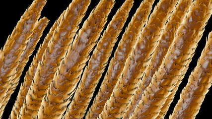 Human hair under microscope, 3D illustration showing close-up structure of healthy human hair