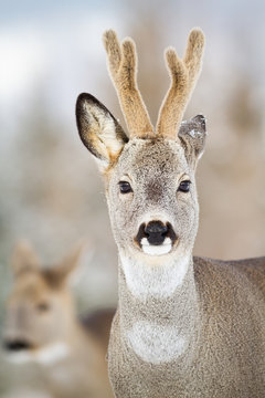 Detail of roe deer, capreolus capreolus, buck watching with dark eyes in winter. Wild male animal with antlers in cold weather facing camera. Herbivore in nature.