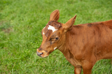calf