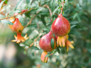 Pomegranate tree (Punica protopunica) with tiny red fruit