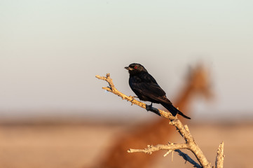 Closeup of a Fork-tailed Drongo - Dicrurus adsimilis- in the golden light of sunset, with the outline of a Giraffe crossing in the background. Etosha National Park, Namibia.