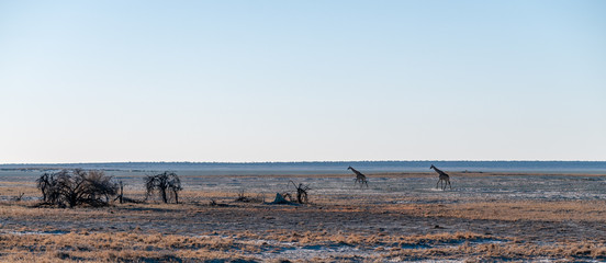 Wide angle shot of two Angolan Giraffes - Giraffa giraffa angolensis- illustrating the vast openness of the plains of Etosha National Park, Namibia.