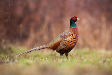 Dominant common pheasant, phasianus colchicus, watching around on a clearing. Side view of male...