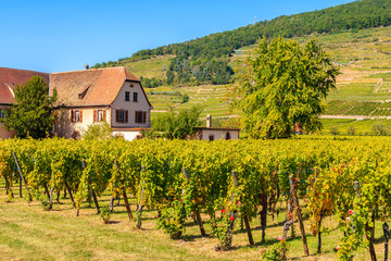 Fototapeta na wymiar House among vineyards in picturesque Kaysersberg village, Alsace Wine Route, France