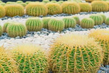 Fototapeta na wymiar Group of small cactus plant in the cactus garden.