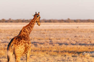 One Angolan Giraffe - Giraffa giraffa angolensis walking on the plains of Etosha national park, Namibia, during the magic hour of sunset.