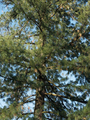Fototapeta premium (Pinus wallichiana) Pin pleureur de l'Himalaya au feuillage élégant à longues aiguilles fines en bouquets pendant