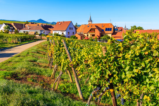 Grapes in vineyards near Beblenheim village, Alsace Wine Route, France