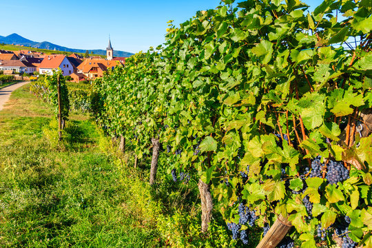 Grapes in vineyards near Beblenheim village, Alsace Wine Route, France