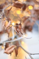 defocused abstract lights and tree