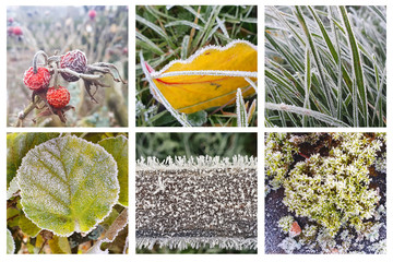 Plants and wood covered with frost on a cold icy winter morning