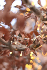 defocused abstract lights and tree