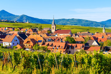 Grapes in vineyards and view of church in Beblenheim village, Alsace Wine Route, France