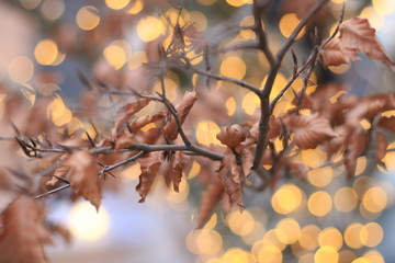 defocused abstract lights and tree