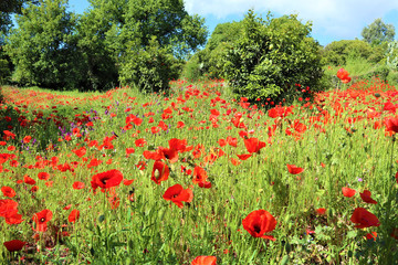red poppies flowers on green field background