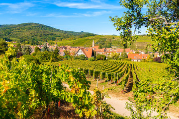 Fototapeta na wymiar View of vineyards and Riquewihr village with old church, Alsace Wine Route, France
