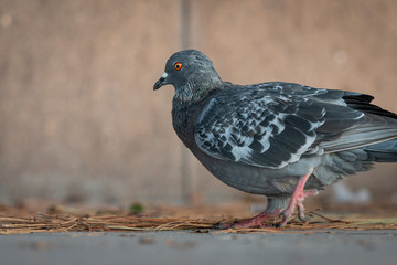 A domestic pigeon looking for food on the street