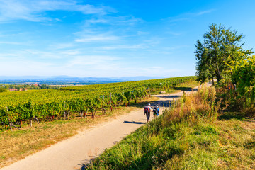 Couple of unidentified tourists walking on road along vineyards near Riquewihr village, Alsace Wine Route, France
