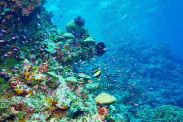 Paradise of tropical fish