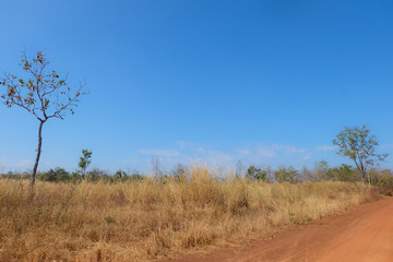 Landscape and forest with blue sky.