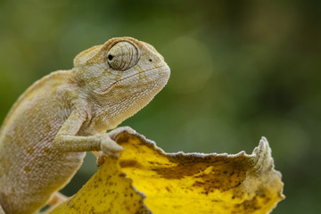 chameleon